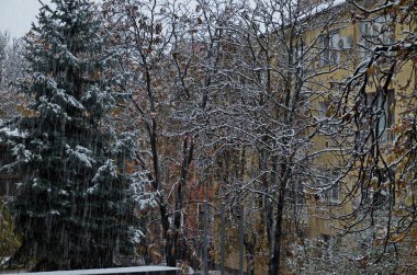 Şiddetli rüzgarlar ve şiddetli kar yağışı olan bir kar fırtınası sırasında yaprak döken ağaçların dallarında küçük kar yığınları ve bir çam ağacının yeşil tacı, Sofya ve Bulgaristan