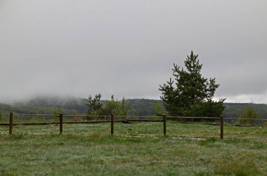 Scene with misty spring meadows, forest and singly trees in Plana mountain, Bulgaria   clipart