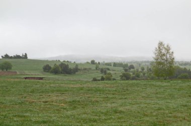 Scene with misty spring meadows, forest and singly trees in Plana mountain, Bulgaria   clipart