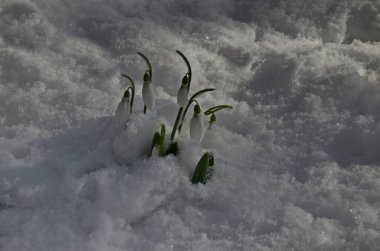  Baharın başlarında kar bahçesinde taze beyaz kar damlaları, Sofya ve Bulgaristan  