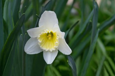 Sofya ve Bulgaristan 'da çiçek açan sarı kalpli beyaz bir bahar nergisinin veya narsislerin manzarası   