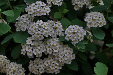 Spiraea 'nın beyaz çiçekleri çalılar, seçici odak, Sofya ve Bulgaristan  