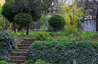 Bol renkli laleleri, yeşil otları ve süslü çalıları ve ağaçları olan geleneksel yerleşim içi bahar bahçesi, Sofya ve Bulgaristan 