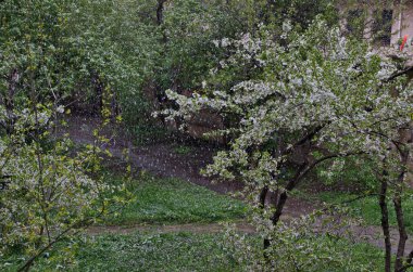 Şiddetli kar yağışı sonrasında çiçek açmış ve yaprakları tomurcuklanmış küçük kar yığınlarının arka planında çiçek açan kiraz ağaçlarının görüntüsü, Sofya ve Bulgaristan 