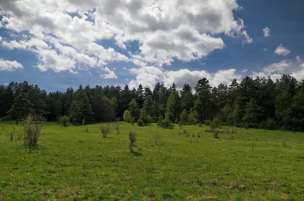 Bulgaristan 'ın Plana dağındaki bahar ormanı ve yeşil çayır 