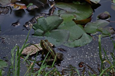 A green frog or rana, amphibian, basks in the sun in the park, Sofia, Bulgaria  