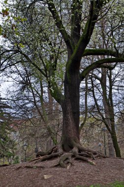 Baharda çok eski bir yaprak döken ağacın manzarası, bir kısmı Bulgaristan ve Sofya 'nın üzerinde yer alan dev bir kök sistemiyle çiçek açıyor.  