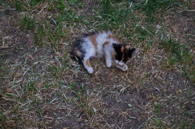 Siyah, sarı ve beyaz desenli güzel bir kedi yavrusu bahçedeki bir çayırda yatıyor, Sofya, Bulgaristan  