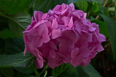 Çiçekli pembe ortanca ve yemyeşil bir bahçe, Sofya ve Bulgaristan 