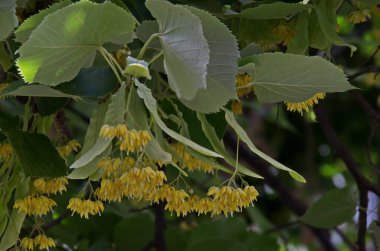 Yaz mevsiminde Tilia, ıhlamur veya ıhlamur yaprakları, Sofya ve Bulgaristan 'ın sarı çiçekleri ve yeşil yaprakları   