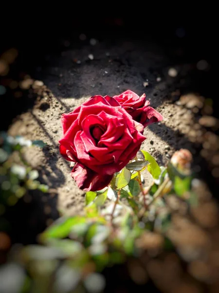 Τριαντάφυλλο Λουλούδια Μεγαλώνουν Ένα Παρτέρι Στον Κήπο — Φωτογραφία Αρχείου