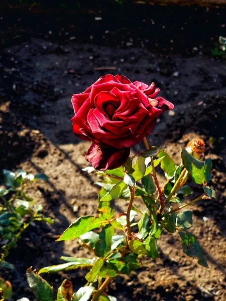 Τριαντάφυλλο Λουλούδια Μεγαλώνουν Ένα Παρτέρι Στον Κήπο — Φωτογραφία Αρχείου