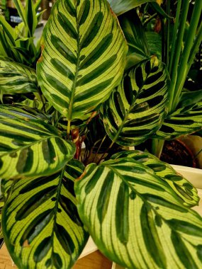 Tropik çiçekli yapraklar, siyah orman arka planında, pürüzsüz yeşil desenli..