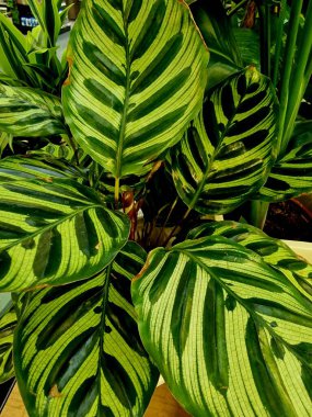 Tropik çiçekli yapraklar, siyah orman arka planında, pürüzsüz yeşil desenli..