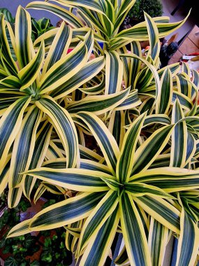 Tropik çiçekli yapraklar, siyah orman arka planında, pürüzsüz yeşil desenli..