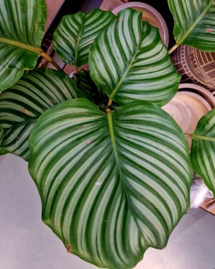 Tropik çiçekli yapraklar, siyah orman arka planında, pürüzsüz yeşil desenli..