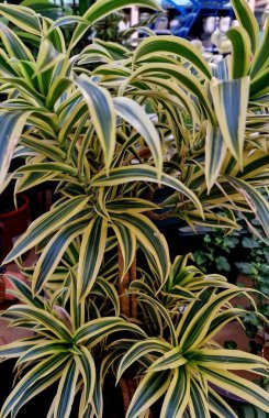 Tropik çiçekli yapraklar, siyah orman arka planında, pürüzsüz yeşil desenli..