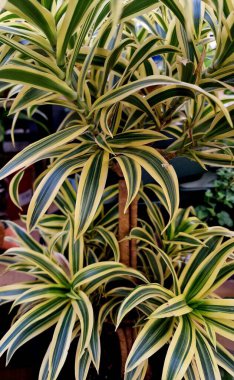 Tropik çiçekli yapraklar, siyah orman arka planında, pürüzsüz yeşil desenli..