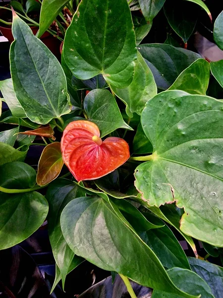 Tropiska Blommiga Blad Sömlösa Mönster Grön Färg Svart Djungel Bakgrund — Stockfoto