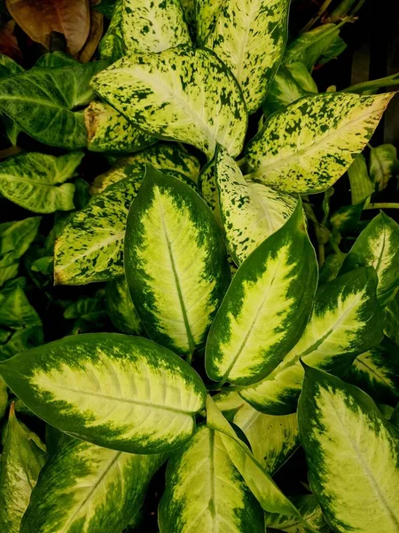 Tropische Bloemblaadjes Naadloos Patroon Groene Kleur Een Zwarte Jungle Achtergrond — Stockfoto