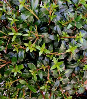 Tropik çiçekli yapraklar, siyah orman arka planında, pürüzsüz yeşil desenli..