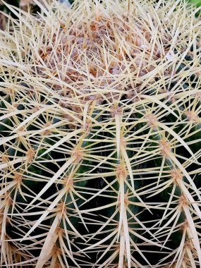 Tropik çiçekli yapraklar, siyah orman arka planında, pürüzsüz yeşil desenli..