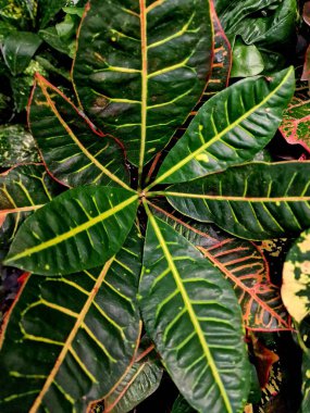 Tropik çiçekli yapraklar, siyah orman arka planında, pürüzsüz yeşil desenli..