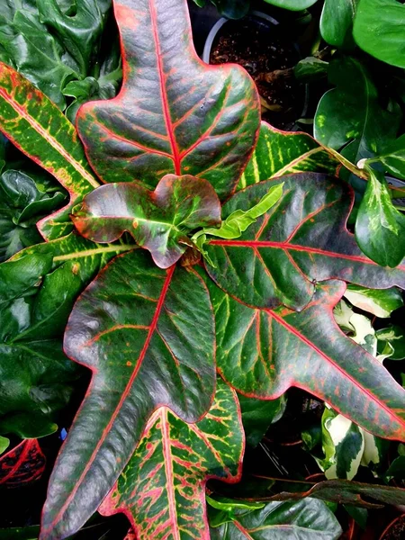 Tropické Květinové Listy Bezešvé Vzor Zelené Barvy Černém Pozadí Džungle — Stock fotografie