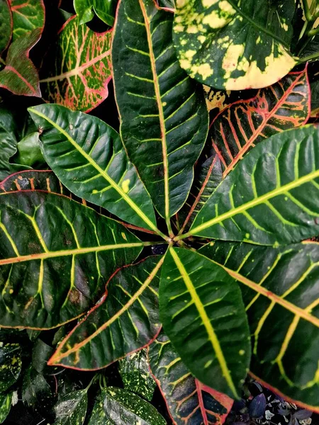 Daun Bunga Tropis Pola Warna Hijau Mulus Pada Latar Belakang — Stok Foto