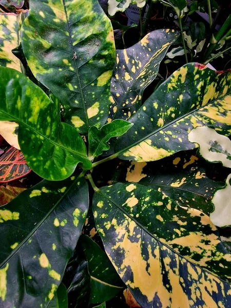热带植物在黑色的丛林背景上留下无缝图案的绿色 — 图库照片