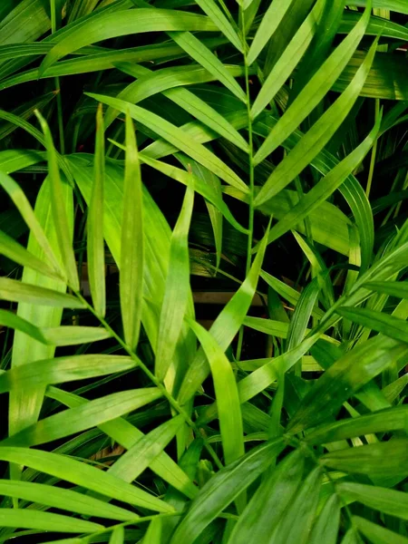 Tropikalne Liście Kwiatowe Bezszwowy Wzór Zielony Kolor Czarnym Tle Dżungli Zdjęcie Stockowe