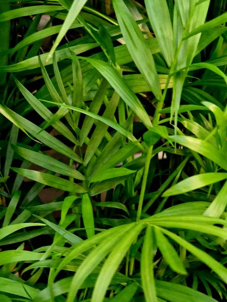 Tropische Bloemblaadjes Naadloos Patroon Groene Kleur Een Zwarte Jungle Achtergrond Rechtenvrije Stockfoto's