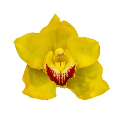 Orkide beyaz üzerine izole