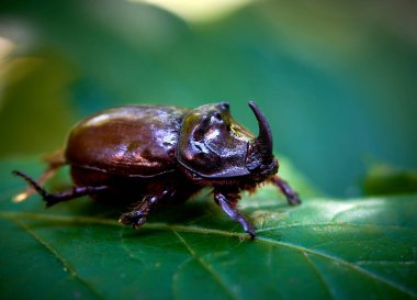  Gergedan böceği yeşil yaprak üzerinde sürünür.                              