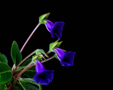 Gloxinia çiçekleri dairedeki bir tencerede yetişir.