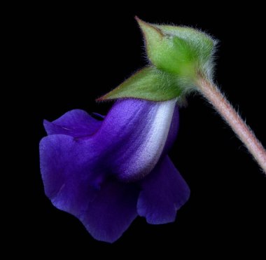 Mor menekşe çiçeği, vinperiwinkle, izole edilmiş