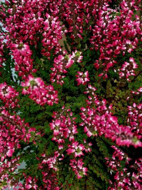 Bahçedeki güzel çiçekler