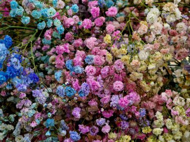 Bahçedeki güzel çiçekler