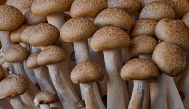 Ağaçta beyaz ve siyah mantar grubu