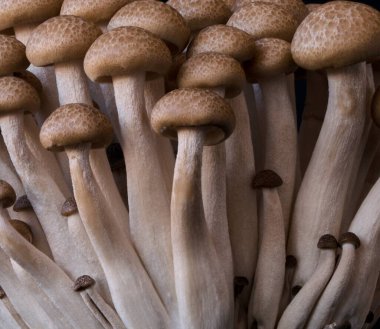 Siyah kasede bir grup mantar.