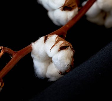 Çiçek Eustoma Exaltatum Yumuşak Urban Parıltısı                               