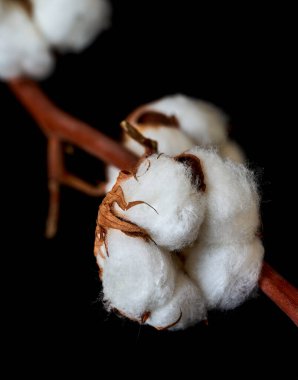 Çiçek Eustoma Exaltatum Yumuşak Urban Parıltısı                               