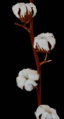 Çiçek Eustoma Exaltatum Yumuşak Urban Parıltısı                               