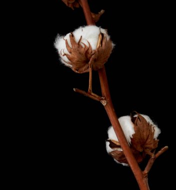 Çiçek Eustoma Exaltatum Yumuşak Urban Parıltısı                               