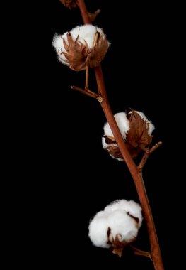 Çiçek Eustoma Exaltatum Yumuşak Urban Parıltısı                               