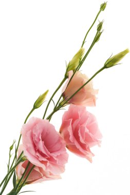 Çiçek Eustoma Exaltatum Yumuşak Urban Parıltısı                               