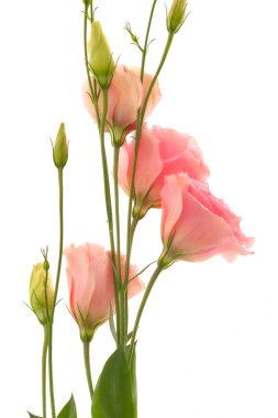 Çiçek Eustoma Exaltatum Yumuşak Urban Parıltısı                               