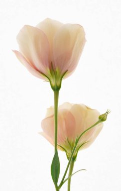 Çiçek Eustoma Exaltatum Yumuşak Urban Parıltısı                               