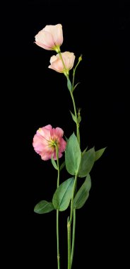 Çiçek Eustoma Exaltatum Yumuşak Urban Parıltısı                               