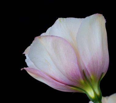 Çiçek Eustoma Exaltatum Yumuşak Urban Parıltısı                               